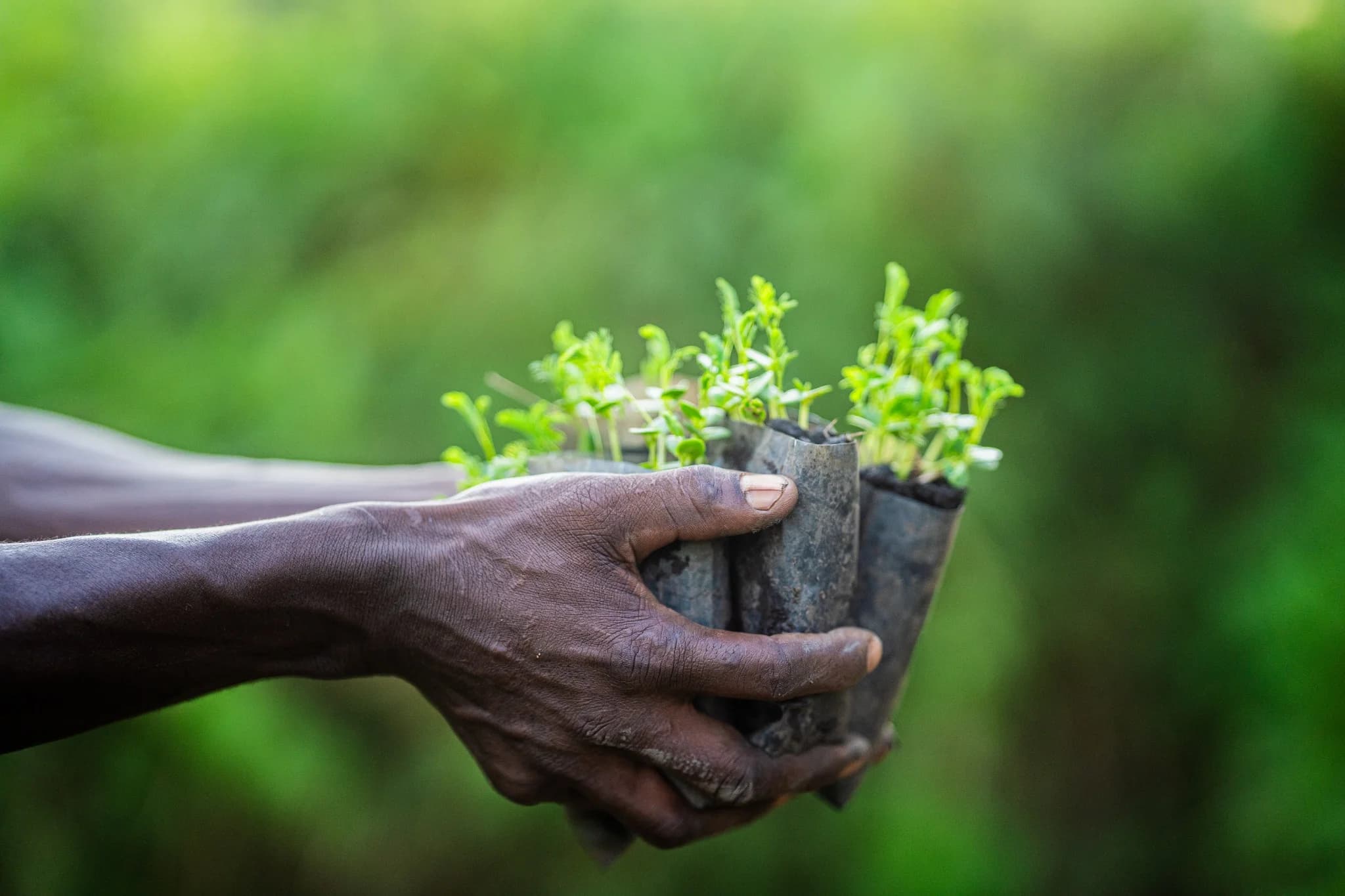Hands hold several small seedlings in black nursery bags against a blurred green background