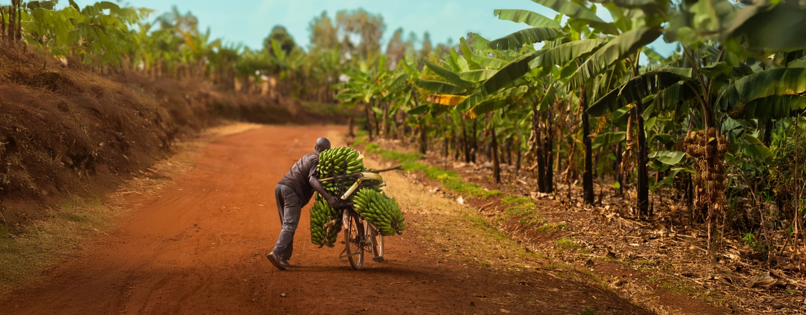 Man pushes a bicycle loaded with large bunches of green bananas along a red dirt road beside banana plants
