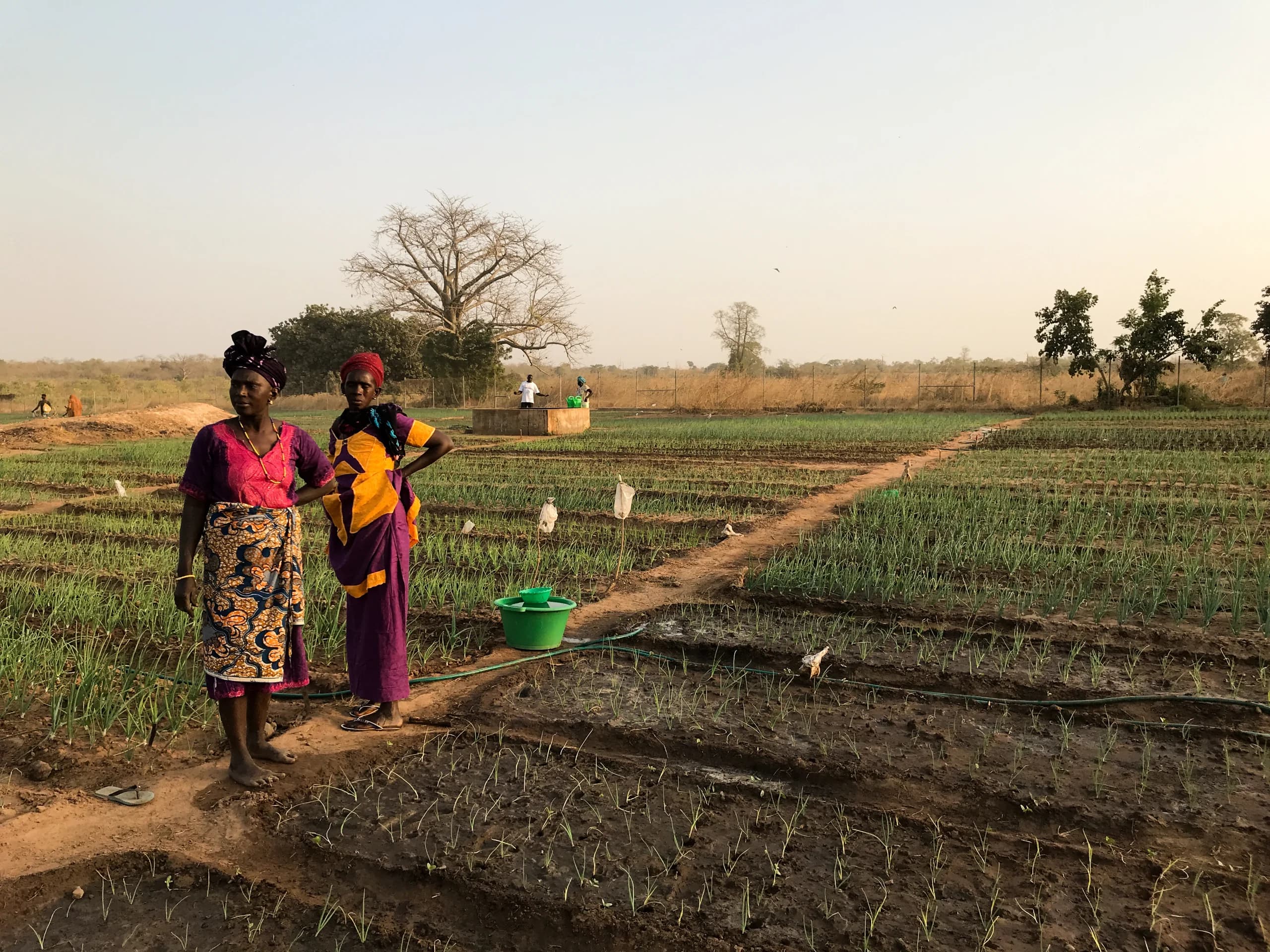 Two women in bright wrappers stand at the edge of an irrigated onion garden at dusk, with well and baobab behind