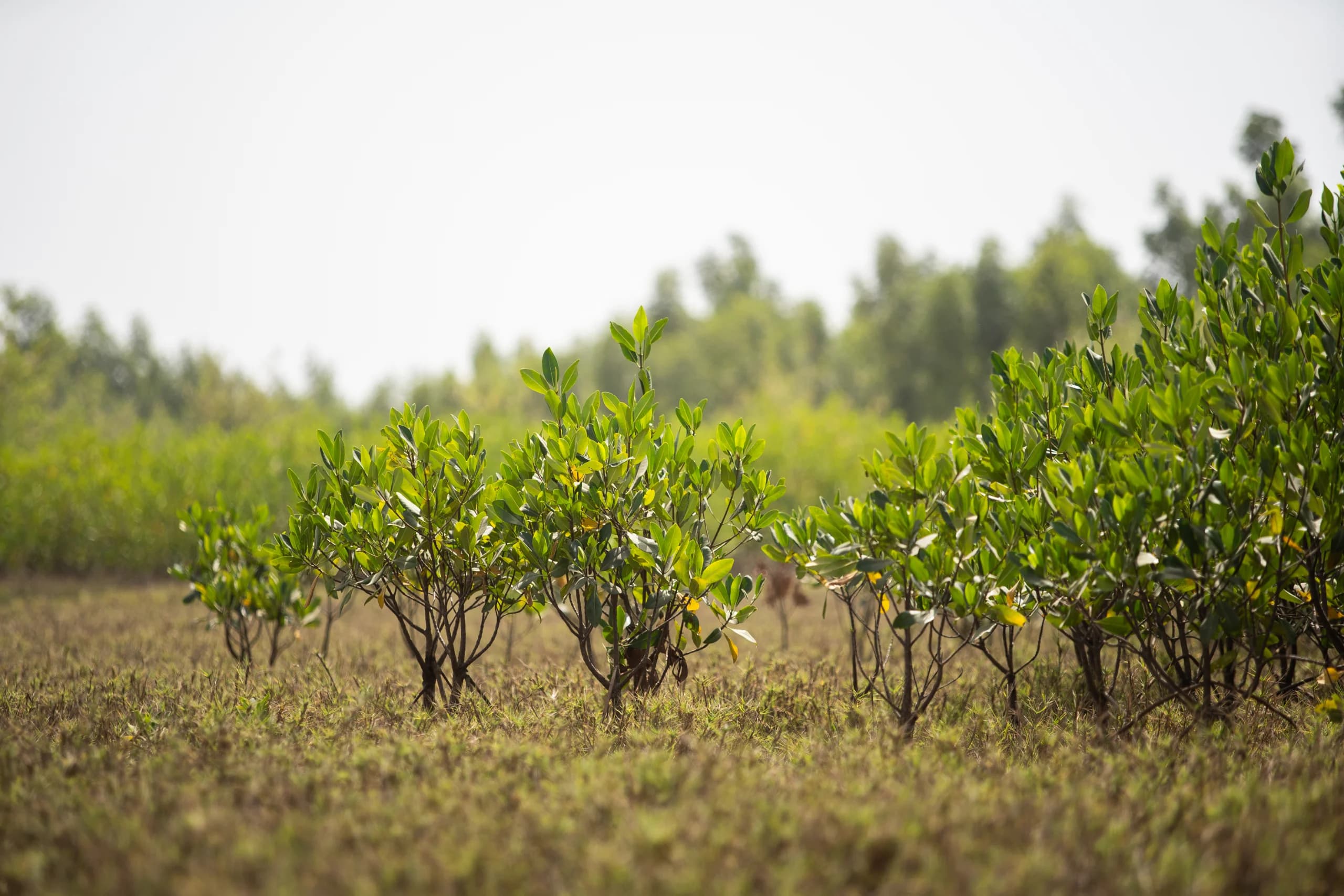 Young mangrove saplings growing in rows on a dry grassy flat, with hazy treeline behind